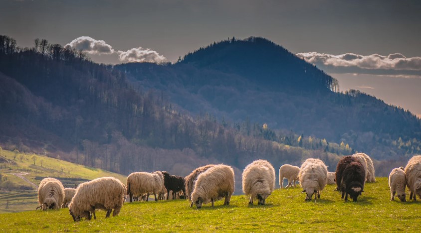 Verimli hayvancılık için sağlıklı besleme, uygun yaşam alanları ve modern tekniklerle yüksek kaliteli süt ve et üretimi. Hayvancılıkta başarıyı yakalayın!