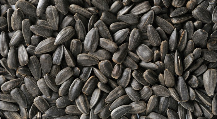 Yağlık ayçiçeği, dünya genelinde bitkisel yağ üretiminde en çok tercih edilen hammaddelerden biridir. Yüksek yağ verimiyle öne çıkar