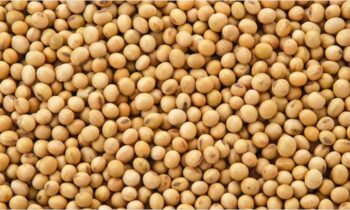 soya-fasulyesi Soya fasulyesi, yüksek protein içeriği ile hem hayvan yemi hem de insan beslenmesi için önemli bir besin kaynağıdır. Hayvan yemlerinde, özellikle sığır, koyun ve pavurya gibi hayvanlar için protein kaynağı olarak kullanılır. Soya fasulyesi, esansiyel amino asitler ve yağ asitleri açısından zengin olup, hayvanların gelişimini destekler ve verimliliği artırır. Aynı zamanda, bitkisel bazda yüksek kaliteli bir protein kaynağı olması nedeniyle, sağlıklı bir vejetaryen diyeti için de tercih edilir. Görselde, soya fasulyesinin hayvan yemindeki rolü ve besleyici değerleri vurgulanmaktadır